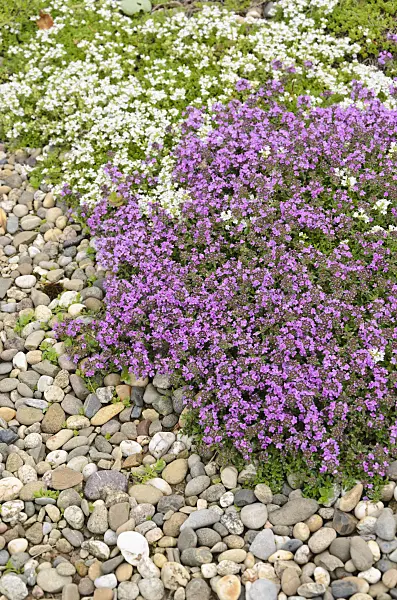 521267 - Wild thyme (Thymus serpyllum 'Coccineus' and Thymus serpyllum 'Alba')