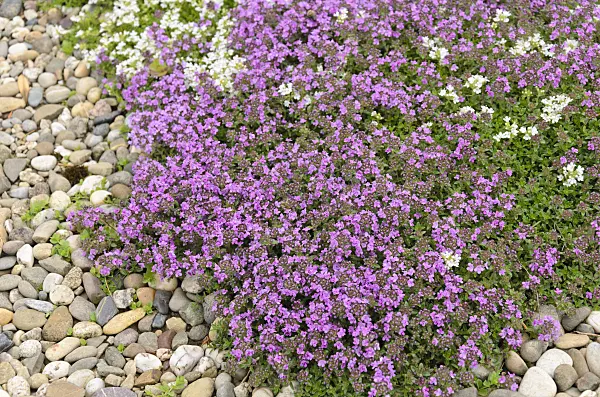 521268 - Wild thyme (Thymus serpyllum 'Coccineus' and Thymus serpyllum 'Alba')