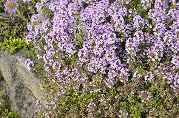 522023 - Wild thyme (Thymus serpyllum 'Lemon Curd')