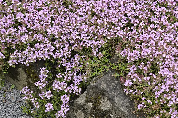 521169 - Wild thyme (Thymus serpyllum var. montanus)