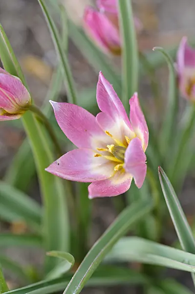471238 - Wild tulip (Tulipa aucheriana)