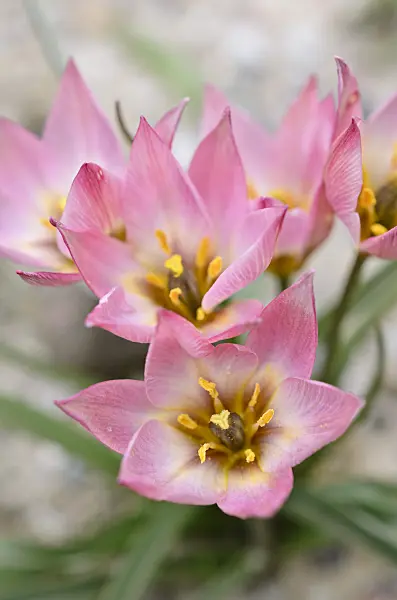 507176 - Wild tulip (Tulipa aucheriana)