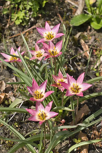 556092 - Wild tulip (Tulipa aucheriana)