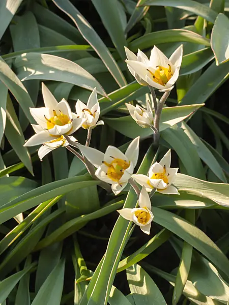 400067 - Wild tulip (Tulipa bifloriformis)