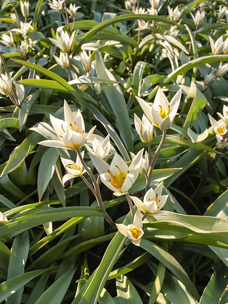 400068 - Wild tulip (Tulipa bifloriformis)