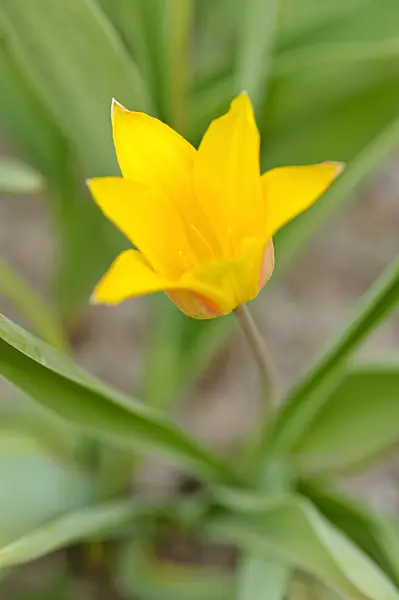 483366 - Wild tulip (Tulipa ferganica)