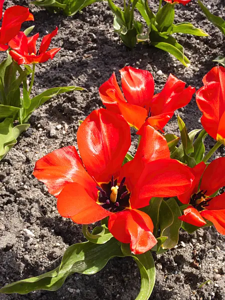 400112 - Wild tulip (Tulipa fosteriana)