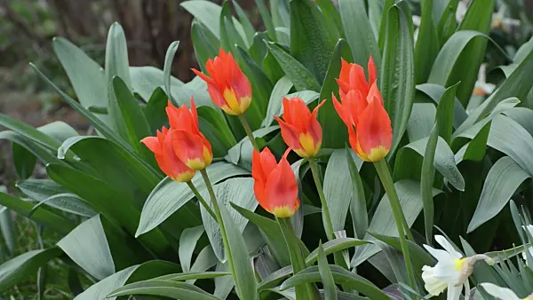 495256 - Wild tulip (Tulipa fosteriana 'Juan')