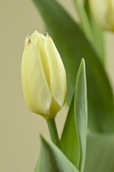 495115 - Wild tulip (Tulipa fosteriana 'Purissima')