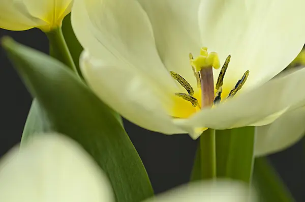 495117 - Wild tulip (Tulipa fosteriana 'Purissima')