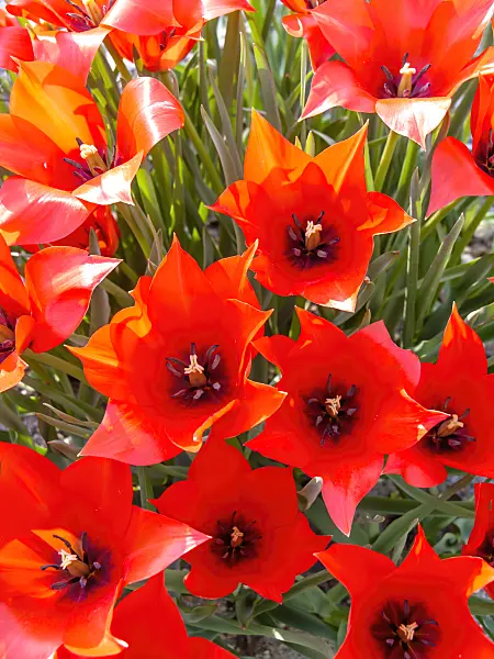 448031 - Wild tulip (Tulipa linifolia)