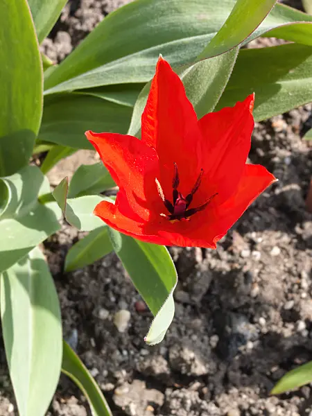 400113 - Wild tulip (Tulipa praestans)