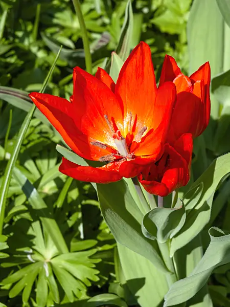 437098 - Wild tulip (Tulipa praestans 'Fusilier')