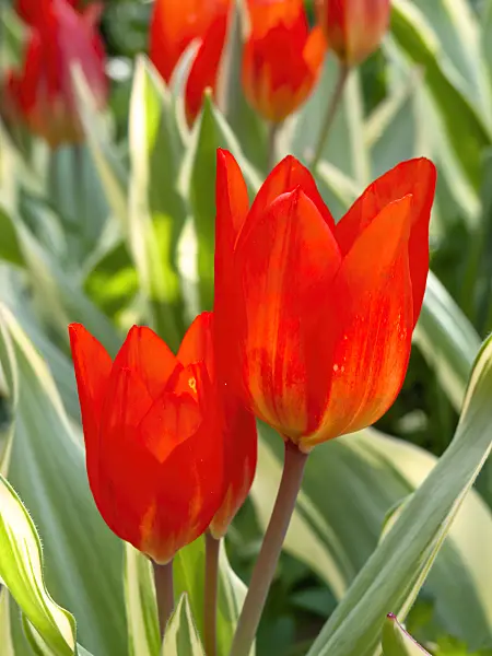 437099 - Wild tulip (Tulipa praestans 'Unicum')