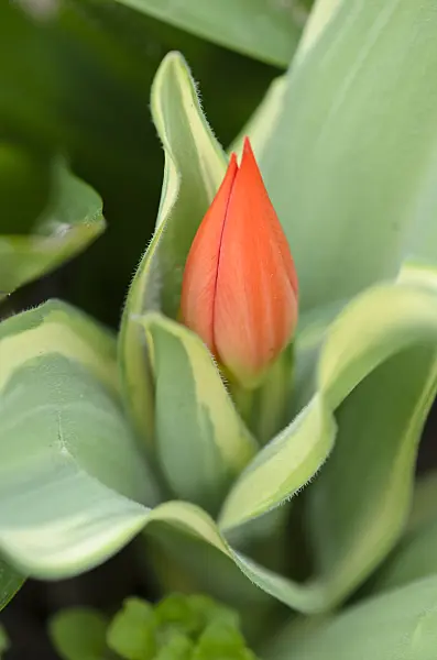 531009 - Wild tulip (Tulipa praestans 'Unicum')