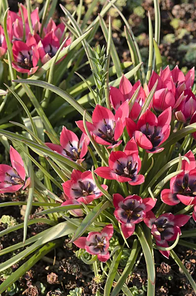 495242 - Wild tulip (Tulipa pulchella 'Eastern Star')
