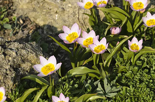 495239 - Wild tulip (Tulipa saxatilis 'Lilac Wonder' syn. Tulipa bakeri 'Lilac Wonder')