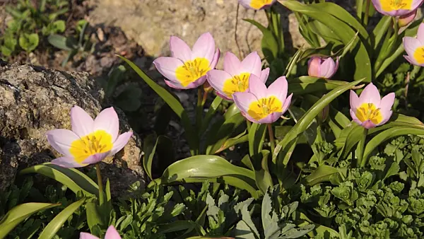 495330 - Wild tulip (Tulipa saxatilis 'Lilac Wonder' syn. Tulipa bakeri 'Lilac Wonder')