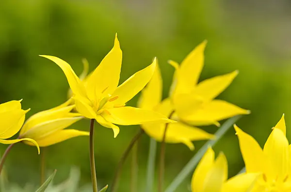 495163 - Wild tulip (Tulipa sylvestris)
