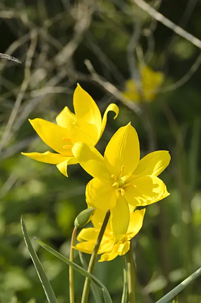 495206 - Wild tulip (Tulipa sylvestris)