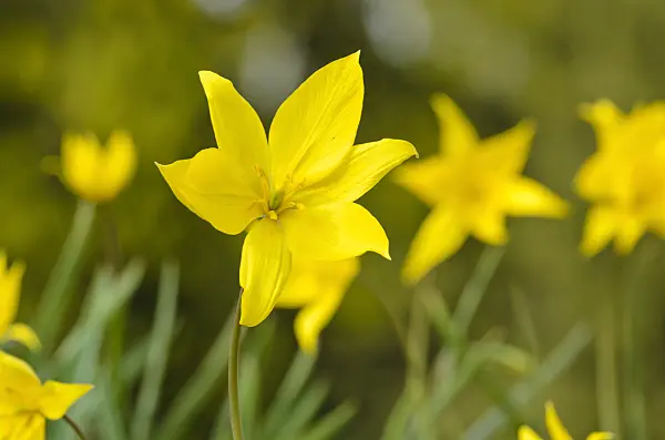 495207 - Wild tulip (Tulipa sylvestris)