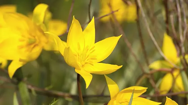 495298 - Wild tulip (Tulipa sylvestris)