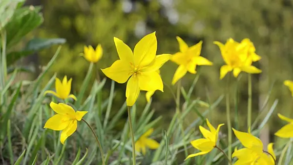 495299 - Wild tulip (Tulipa sylvestris)