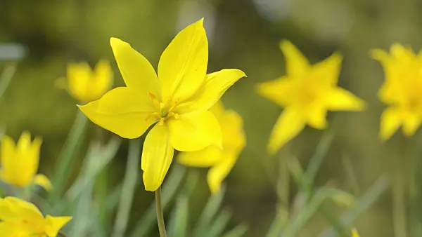 495300 - Wild tulip (Tulipa sylvestris)