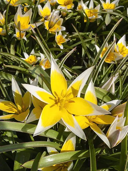 400114 - Wild tulip (Tulipa tarda)