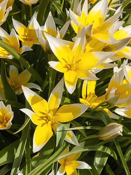 400115 - Wild tulip (Tulipa tarda)