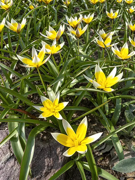 436253 - Wild tulip (Tulipa tarda)