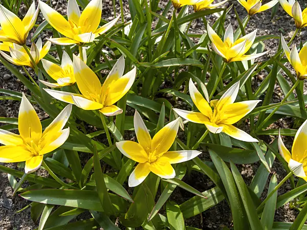 436254 - Wild tulip (Tulipa tarda)