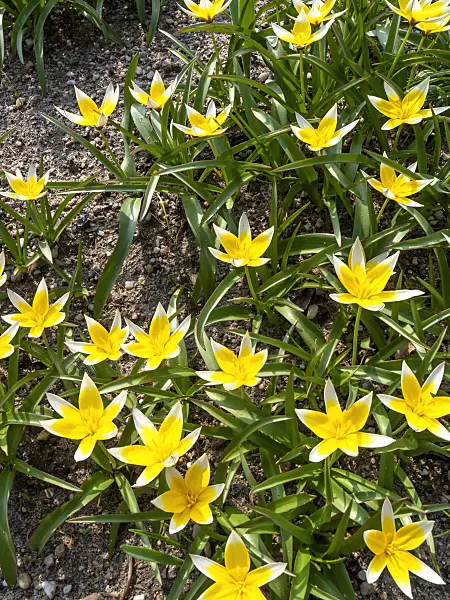 436255 - Wild tulip (Tulipa tarda)