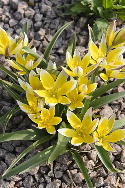 495168 - Wild tulip (Tulipa tarda)