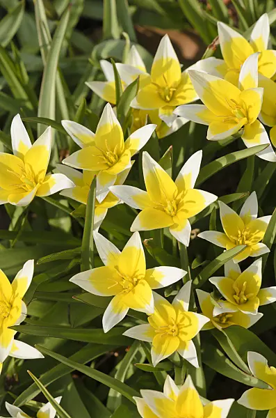 519133 - Wild tulip (Tulipa tarda)
