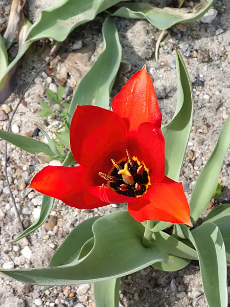 400122 - Wild tulip (Tulipa undulatifolia)