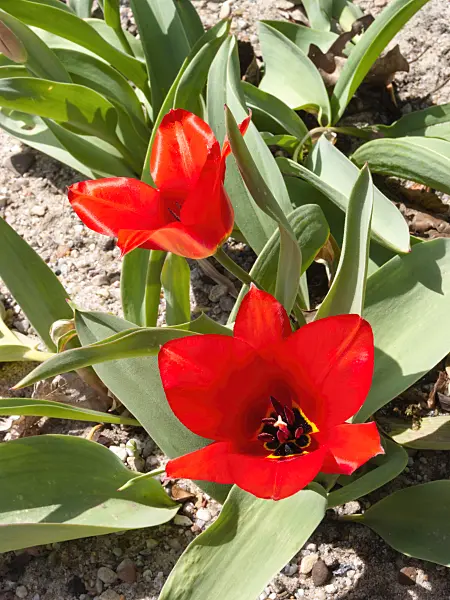 400123 - Wild tulip (Tulipa undulatifolia)