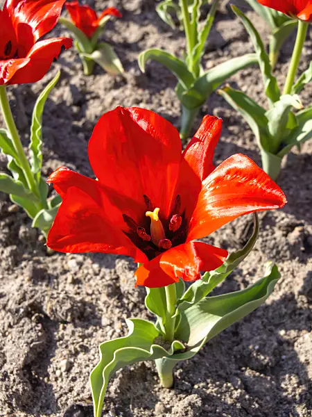 437142 - Wild tulip (Tulipa vvedenskyi)