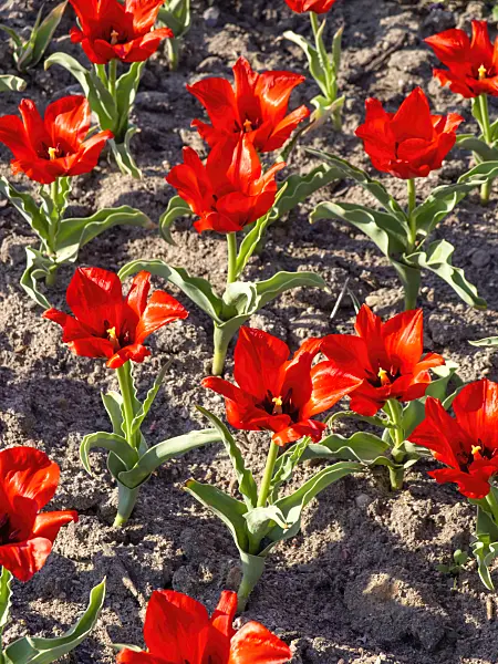 437144 - Wild tulip (Tulipa vvedenskyi)