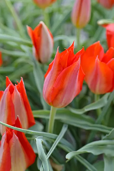 471143 - Wild tulip (Tulipa vvedenskyi)