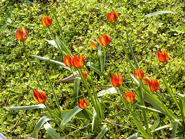 437206 - Wild tulip (Tulipa whittallii)