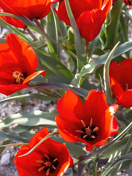 448018 - Wild tulip (Tulipa wilsoniana)