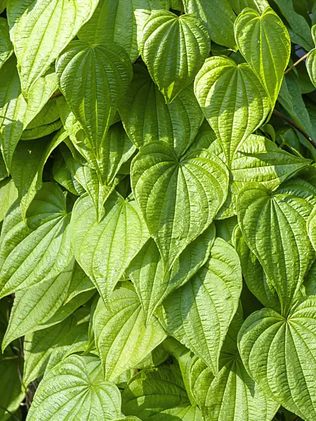 438214 - Wild yam (Dioscorea villosa)
