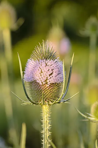 522058 - Wilde Karde (Dipsacus fullonum)