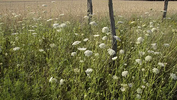510130 - Wilde Möhre (Daucus carota)