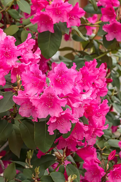 664363 - William's rhododendron (Rhododendron williamsianum 'August Lamken')