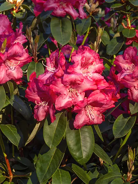 460069 - William's rhododendron (Rhododendron williamsianum 'Lissabon')