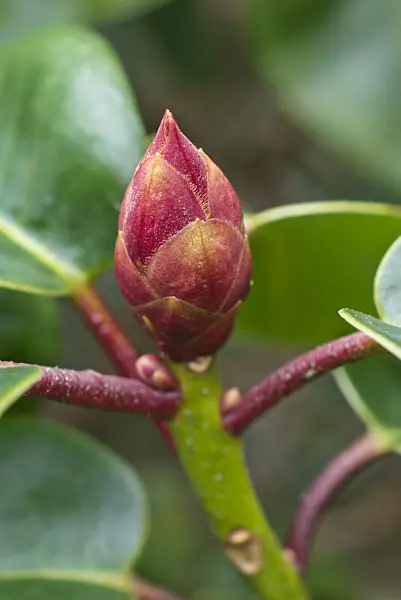 552018 - William's rhododendron (Rhododendron williamsianum 'Lissabon')