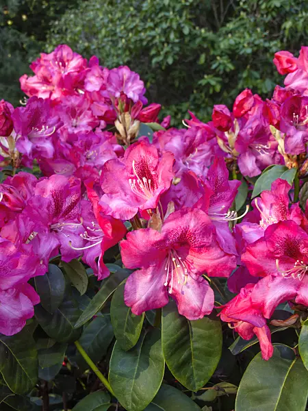 460070 - Williams Rhododendron (Rhododendron williamsianum 'Lissabon')