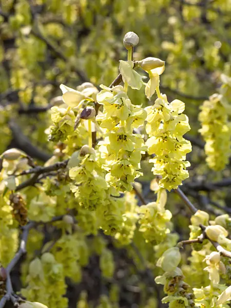 447031 - Willmott winter hazel (Corylopsis willmottiae)